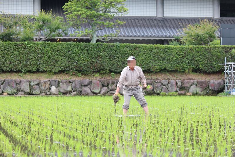 田植え_d0065113_06324729.jpg