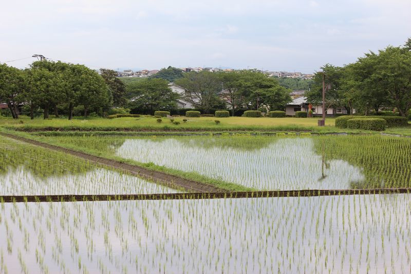 田植え_d0065113_06394693.jpg