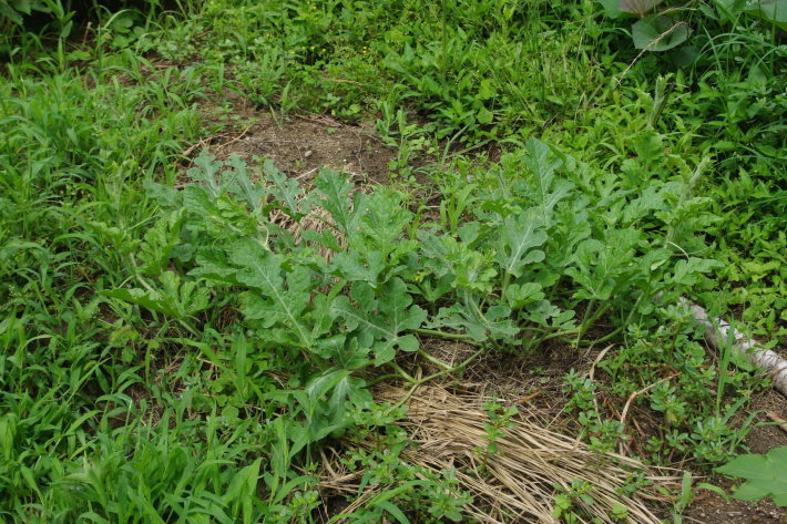 d0341514_21012641.jpg