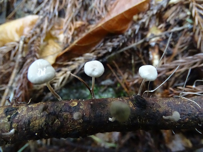 f0360815_16391805.jpg