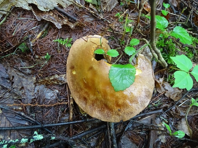 f0360815_16391837.jpg
