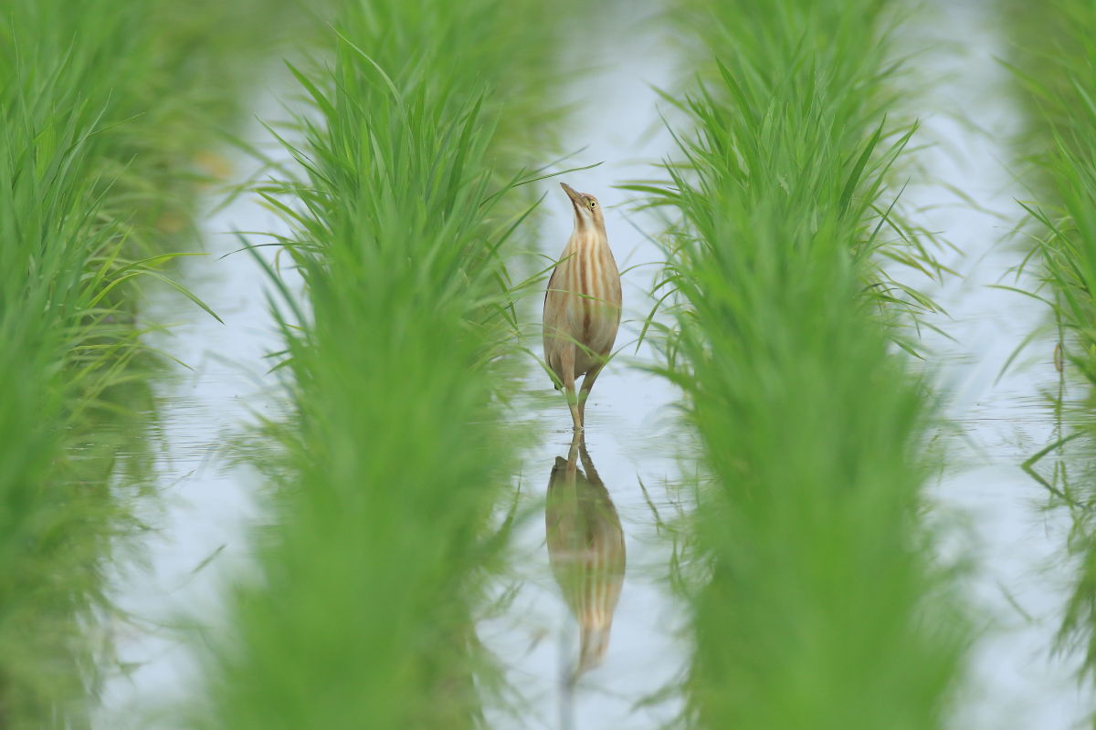 ヨシゴイ2 水田で餌捕り_f0369315_15375277.jpg