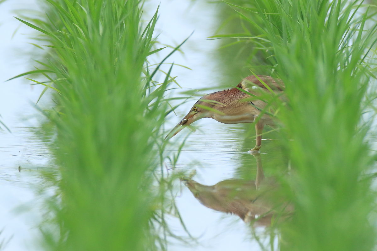 ヨシゴイ2 水田で餌捕り_f0369315_16033446.jpg