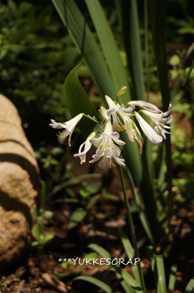 さぁ、山へ！　～　ヒオウギの発芽　～_d0348118_15085086.jpg