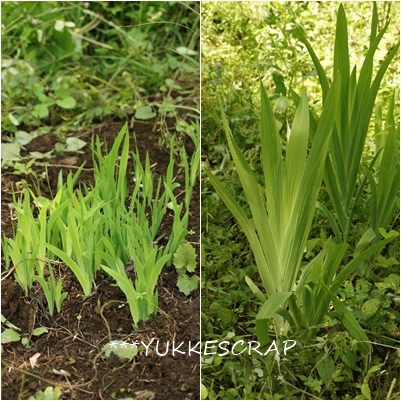 さぁ、山へ！　～　ヒオウギの発芽　～_d0348118_15105157.jpg