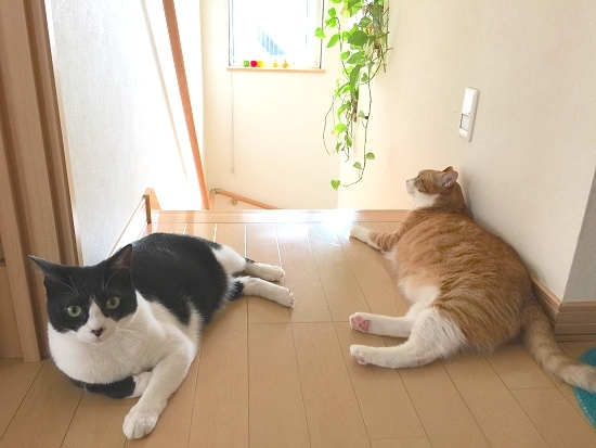 a0338323_22114503.jpeg
