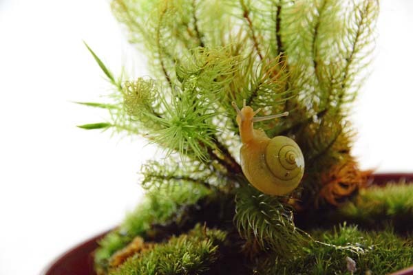 スチューベン David Hills カタツムリ でんでんむし 置物 でんでんむしの通販 | iichi 日々の暮らしを心地よくする