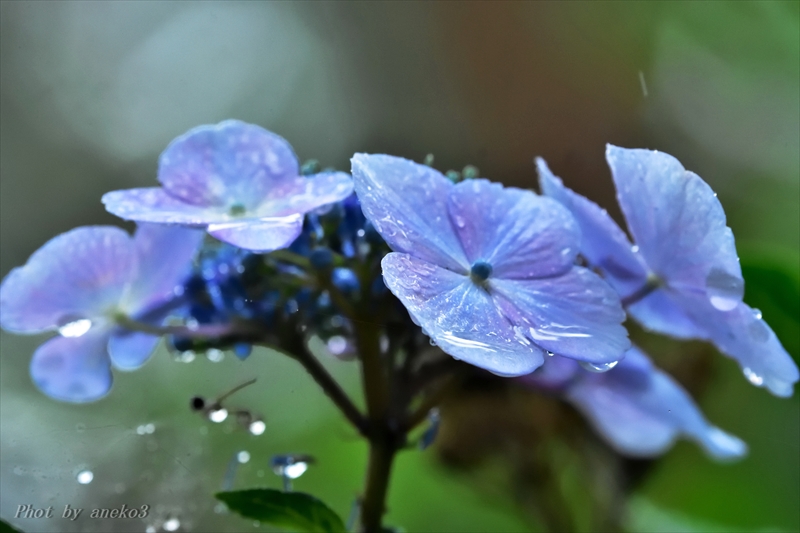 みちのく梅雨の花_d0067934_20152815.jpg