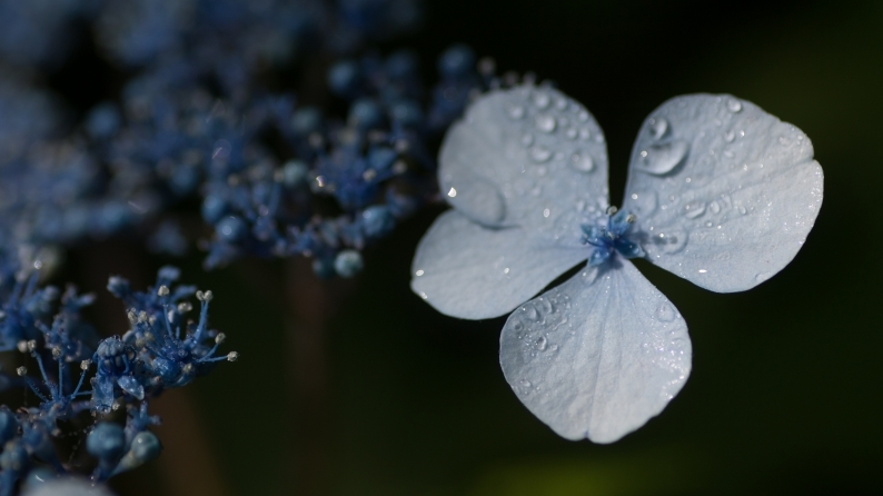 梅雨_d0060435_20341102.jpg