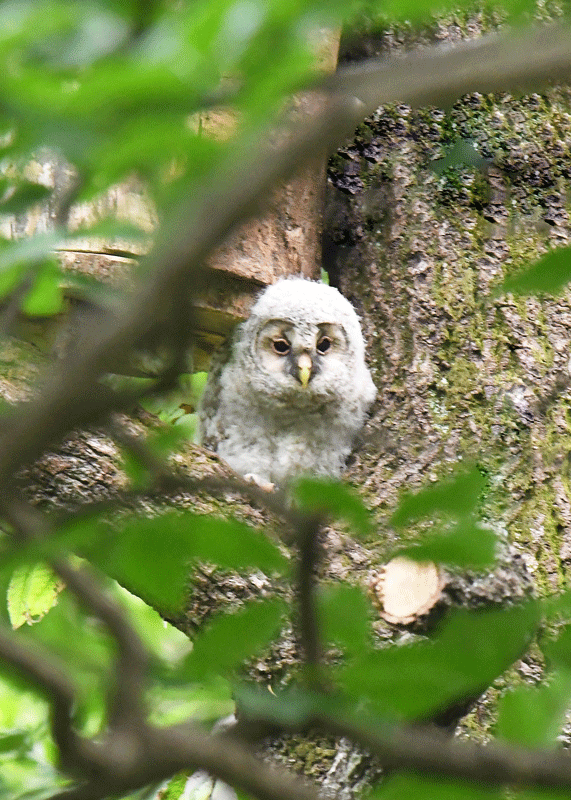 d0290240_11021499.gif