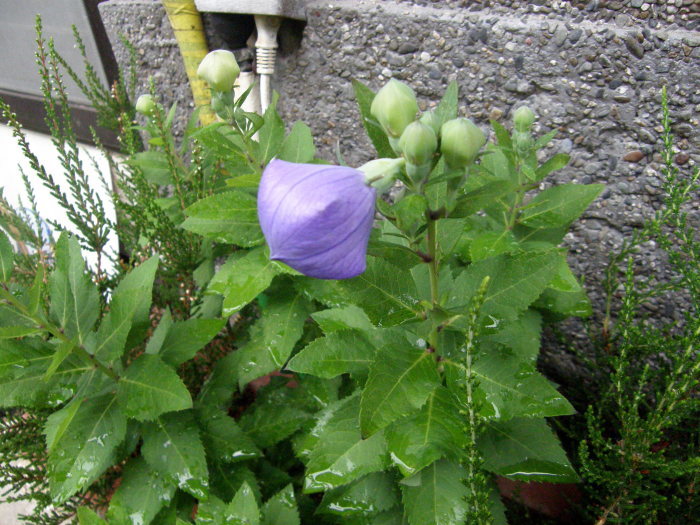 桔梗の蕾 時々の花