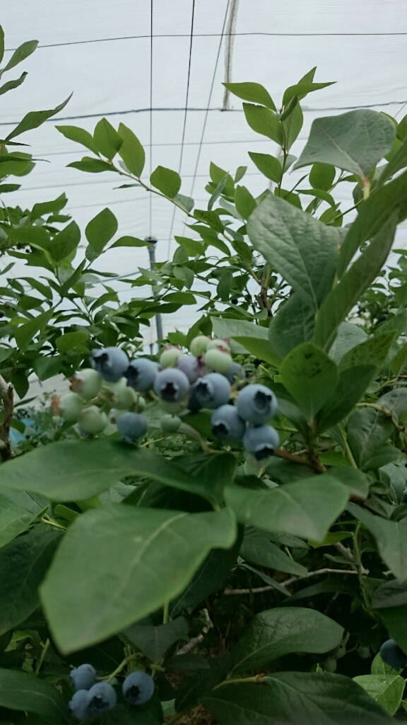 f0323446_13534644.jpg