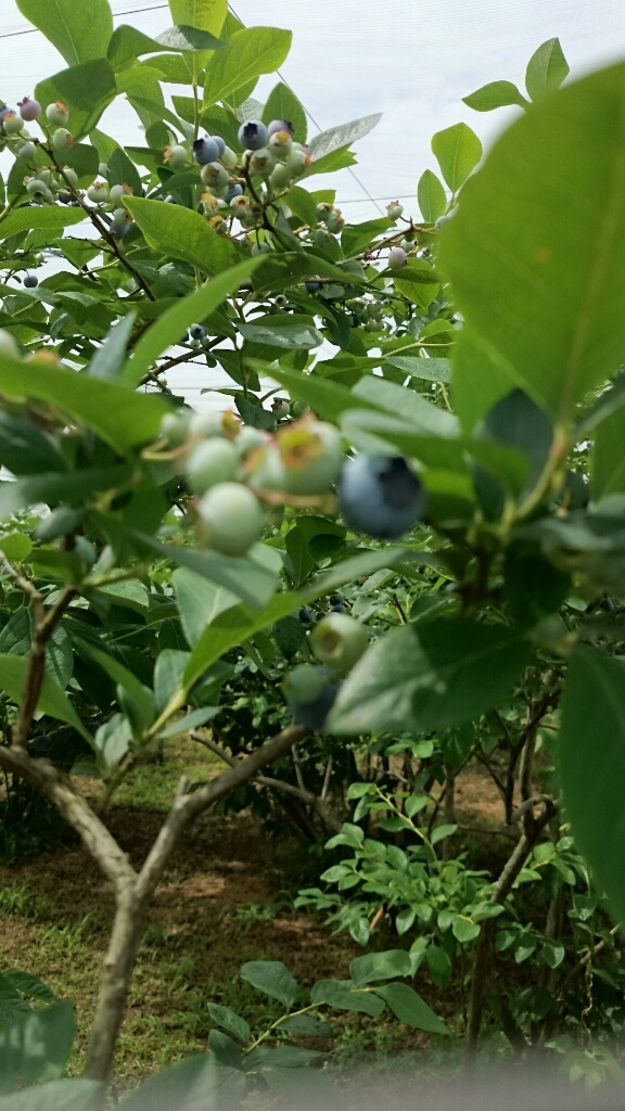 f0323446_13534900.jpg