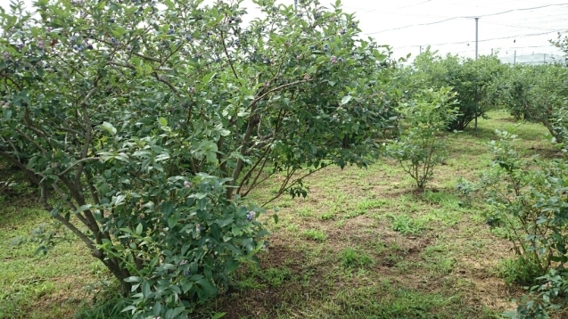f0323446_13535394.jpg