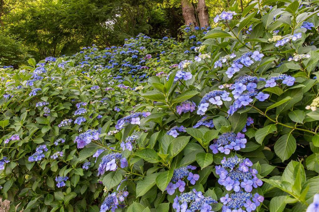 高幡不動の紫陽花_f0044056_07130905.jpg