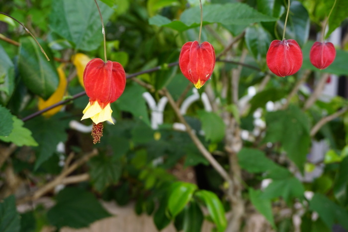 堀切菖蒲園そばのお花たち～♪_d0152261_10314525.jpg