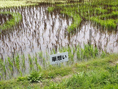田舎館村第1田んぼアート見学_2017.07.02_d0131668_15594088.jpg