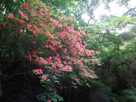 西登山口からの由布岳（由布市）_d0182075_02392526.jpg