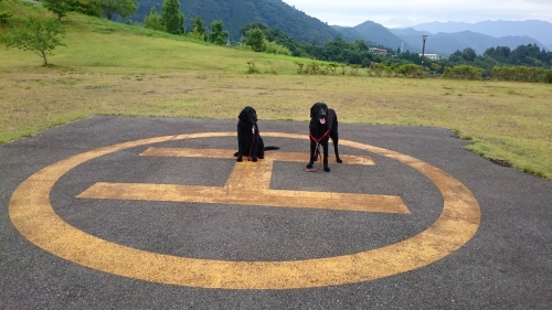 2週続けてWoof_e0165577_09514940.jpg