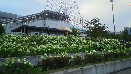 ラン・ウォーク・フォト（～築地市場～豊洲市場～臨海副都心　計21km））_e0020682_12112574.jpg