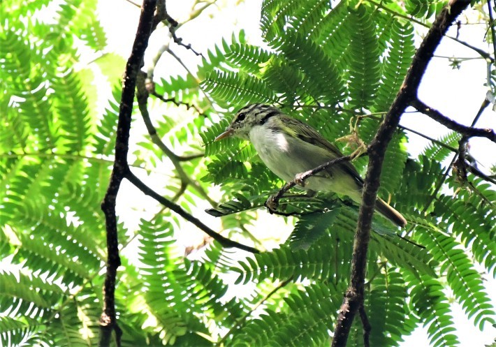 今日の鳥さん_d0361783_00103674.jpg