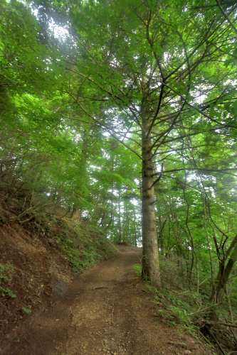 三つ峠山、花と蝶の山に登る①登頂編_e0241691_19185504.jpg