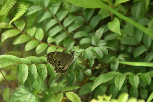 三つ峠山、花と蝶の山に登る③残る2つの頂へ_e0241691_23021355.jpg