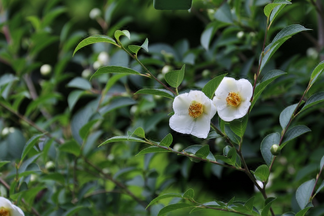 朝 あした 咲きゆふべに散る花 ナツツバキ そよ風のつぶやき