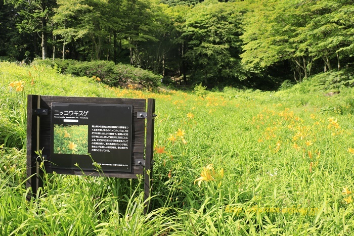 涼と癒しの六甲高山植物園_a0123003_08423963.jpg