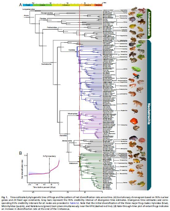 カエルの放散進化は恐竜の絶滅とリンクしているらしい_c0025115_21535837.jpg