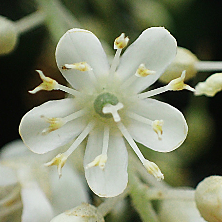 リョウブの花_c0190915_19174812.jpg