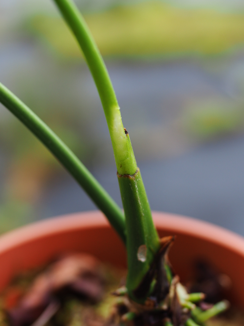 新規出店 Anthurium basseae aff×A.luxurians アンスリウム stelic.com