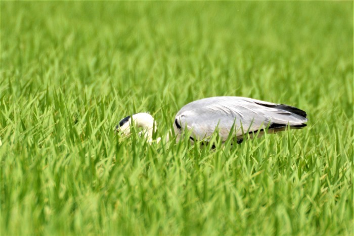 湿原の鳥たち_d0098721_13200961.jpg