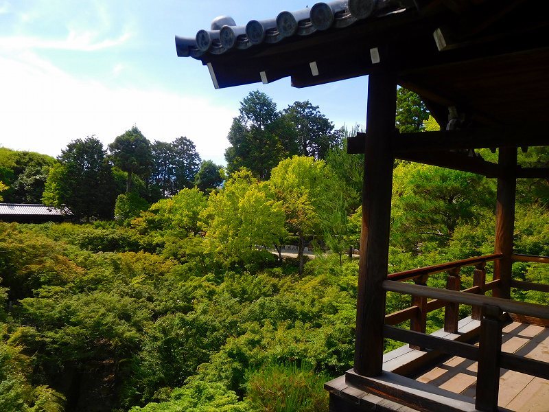 東福寺グリーンもみじ20170617_e0237645_22125020.jpg