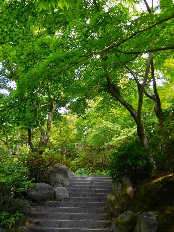東福寺グリーンもみじ20170617_e0237645_22160600.jpg