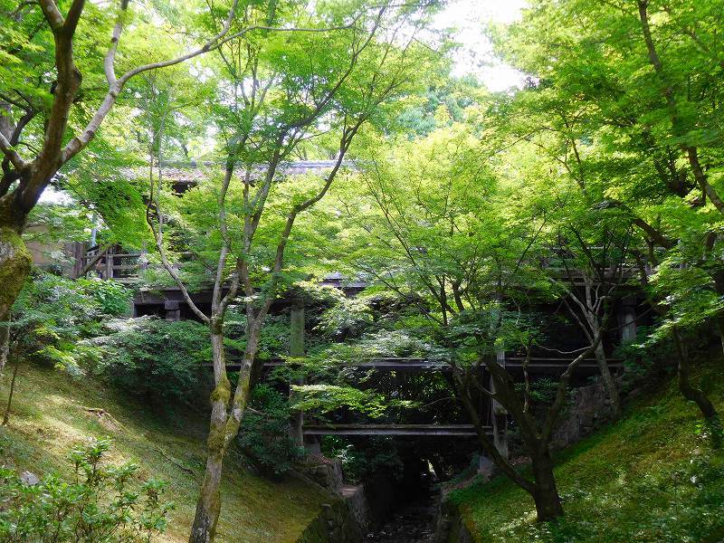 東福寺グリーンもみじ20170617_e0237645_22160649.jpg