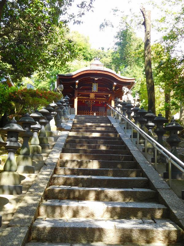 東福寺グリーンもみじ20170617_e0237645_22160701.jpg