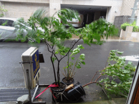 e0033751_11132886.gif