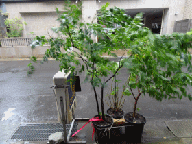 e0033751_11134446.gif