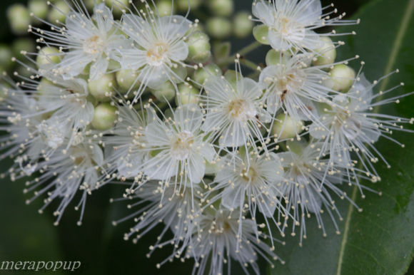 レモンマートルの花 Part2 The Blog Of Meraki
