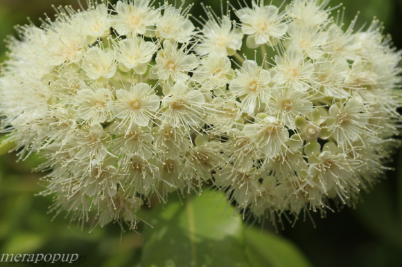 レモンマートルの花 Part2 The Blog Of Meraki