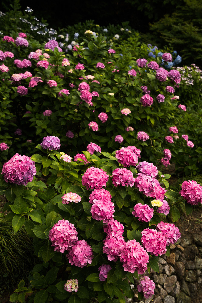 紫陽花の寺　矢田寺_a0301676_09375908.jpg