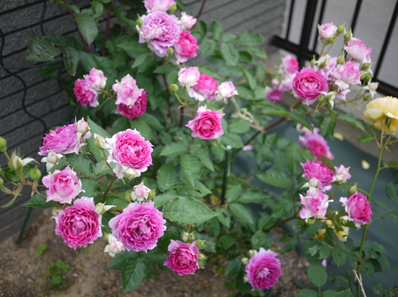 庭の薔薇 シェエラザード ２０１７年 ５月 春 ナナと庭の薔薇