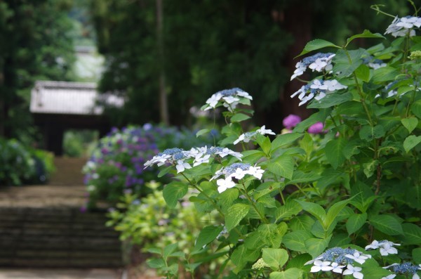 静寂に咲く紫陽花　～　大平山・大中寺_b0356401_21522485.jpg