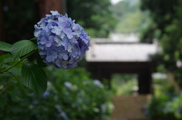 静寂に咲く紫陽花　～　大平山・大中寺_b0356401_21531916.jpg