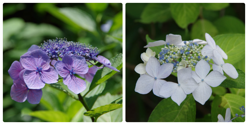 静寂に咲く紫陽花　～　大平山・大中寺_b0356401_21581547.jpg