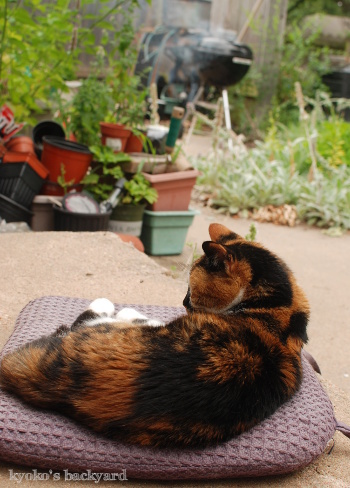 燻猫_b0253205_05042243.jpg