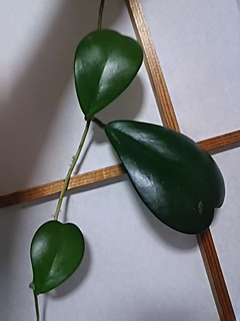 f0316507_07163593.jpg