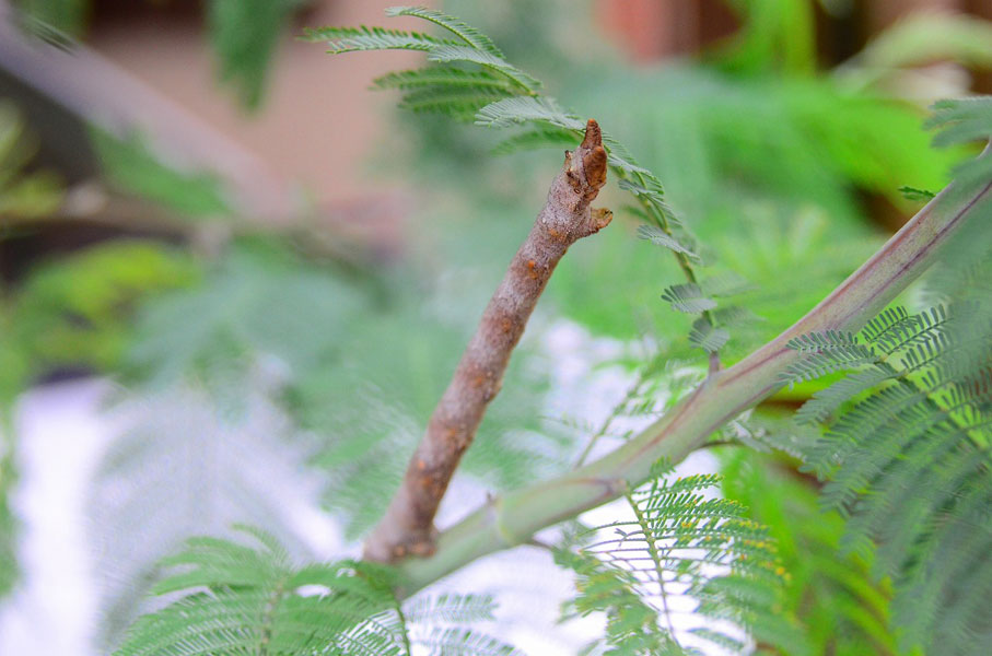 枯れ枝かなと思い触ってびっくり 昆虫ブログ むし探検広場