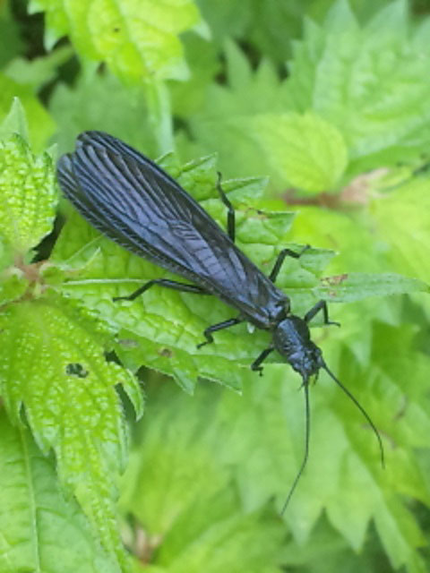 黒いカワゲラ 昆虫ブログ むし探検広場